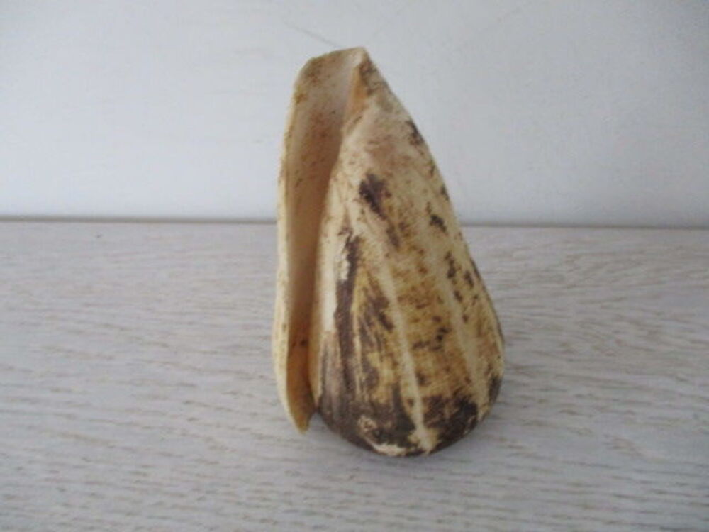 coquillage c&ocirc;ne 
