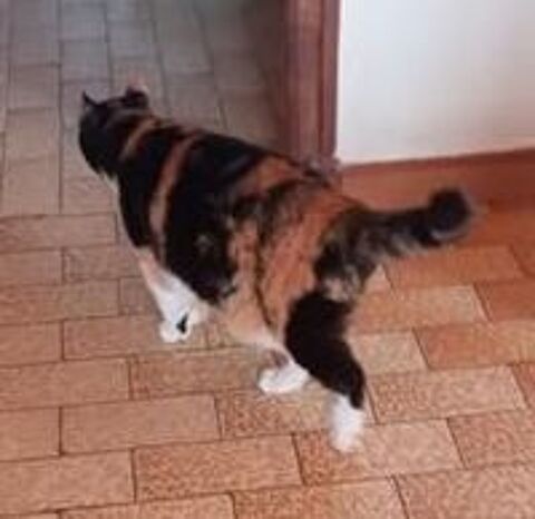   Chat MIMINE à l adoption 