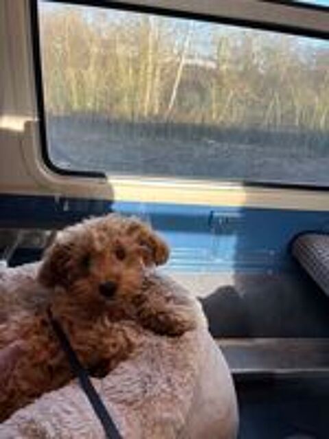   Maltipoo (Croisement entre une bichon maltaise et 1 caniche  