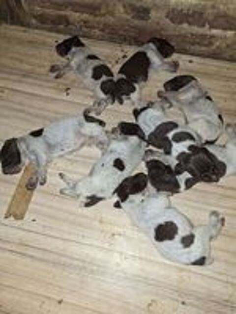   A réserver Chiots braque allemand LOF 