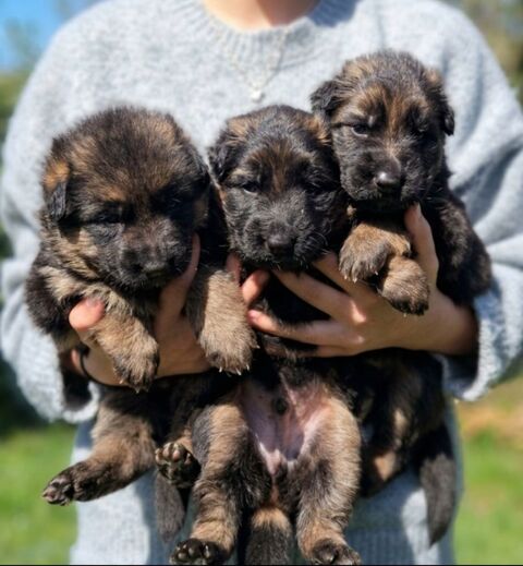 Chiots berger allemand  1000 42510 Bussi�res