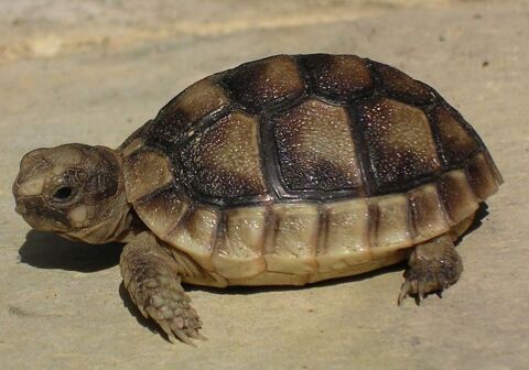 Tortue de terre  70 31000 Toulouse