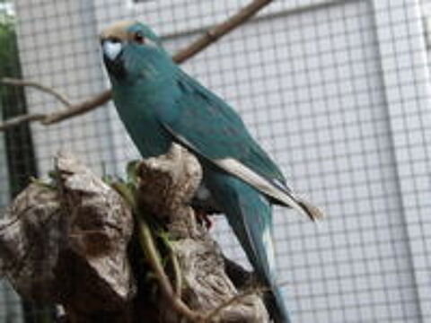   Kakariki 
