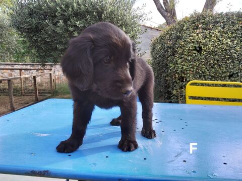 A r&eacute;server chiots flat coated retriever lof  1100 83630 Régusse