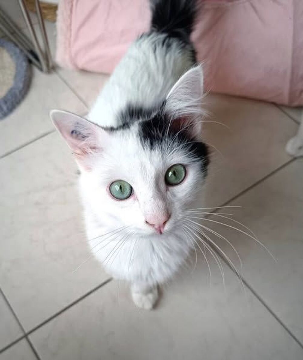   Spiki jeune chat 8 mois cherche famille a adopter 