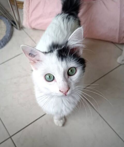 Spiki jeune chat 8 mois cherche famille a adopter 120 11000 Carcassonne