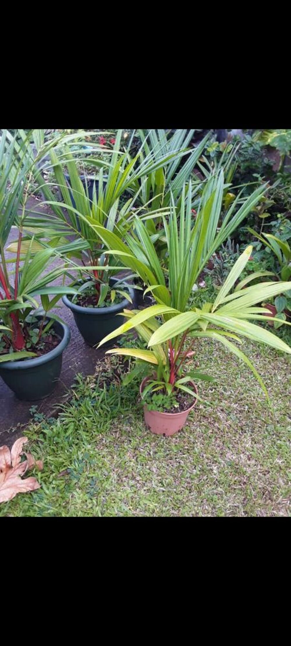 palmier rouge haute de 75cm &agrave; 80 Cm Jardin