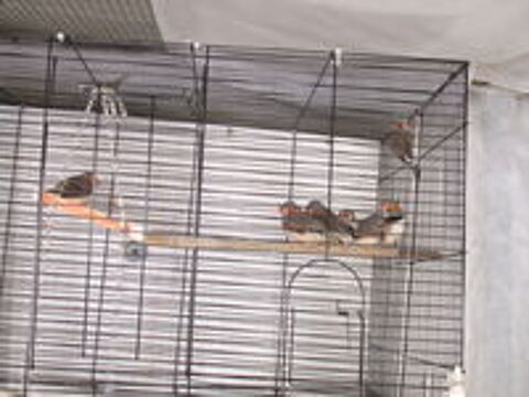   oiseaux 
