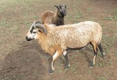   Moutons cameroun 