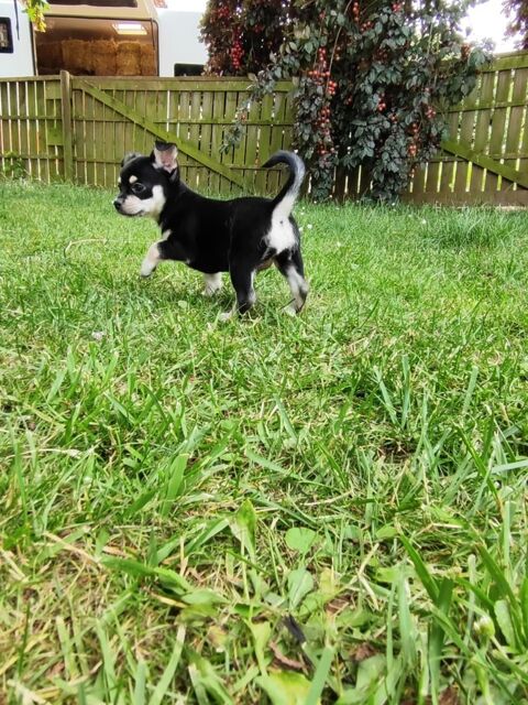 Magnifiques chiots type CHIHUAHUA poil court 800 17460 Rioux