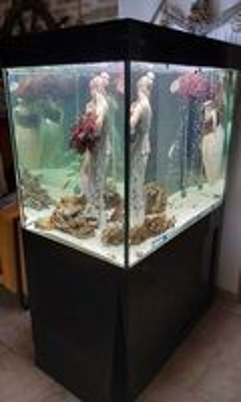   Aquarium defish 