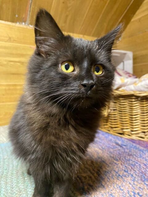 MOKKA - actuellement au refuge en ukraine - 0 75018 Paris