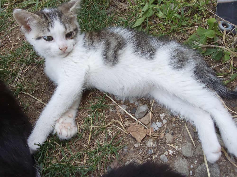   Chaton de 3 mois a donner 