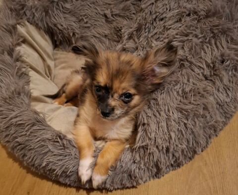 Chihuahua femelle toy merle  0 80000 Amiens