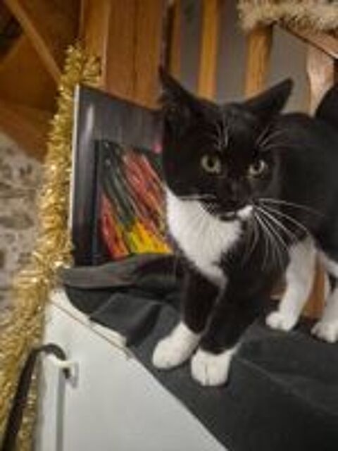   Mozart, chat noir et blanc à adopter 