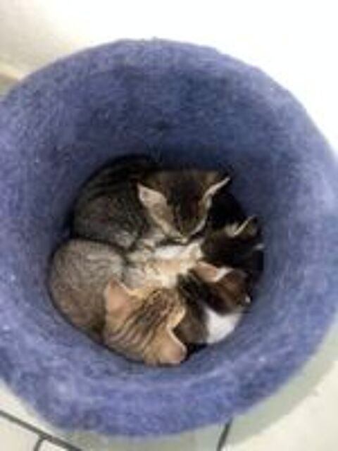   Je cherche à faire adopter mes chatons par une association  