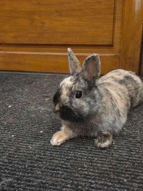 Deux lapins nains m&acirc;les &agrave; adopter/vendre 
60 45340 Nibelle
