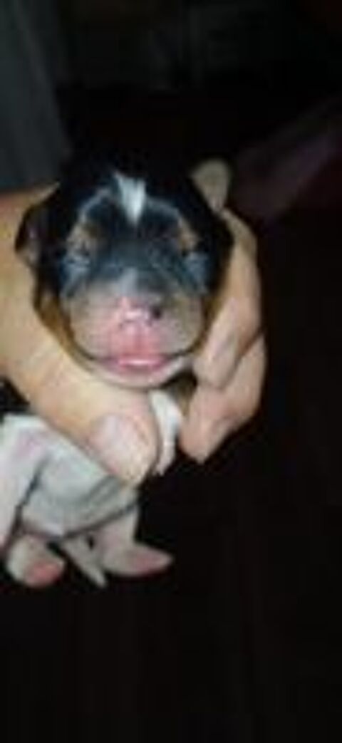   Yorkshires biewer 