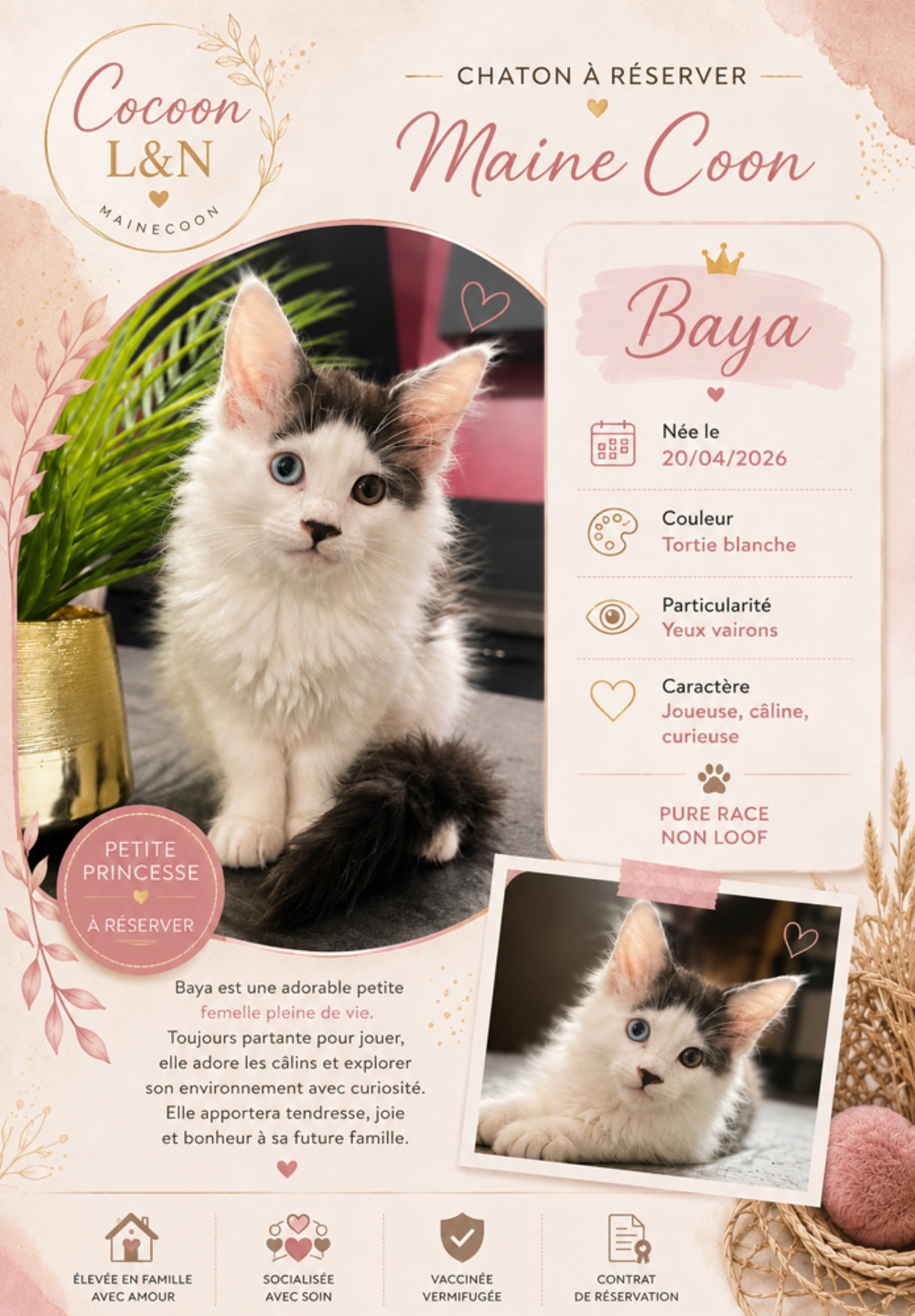   Chaton Mainecoon 