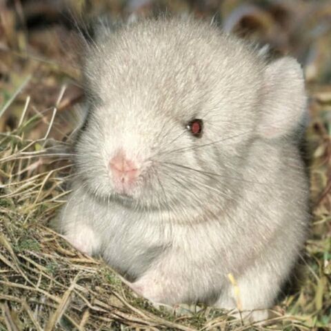 CHINCHILLAS 70 26100 Romans-sur-isre