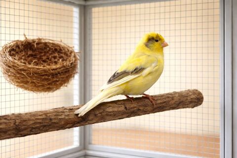 CANARI GLOSTER CONSORT
40 78690 Les essarts-le-roi