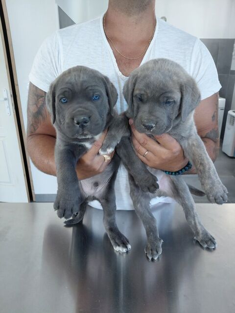 CANE CORSO LOF 1400 72250 Parigné-l'Évêque