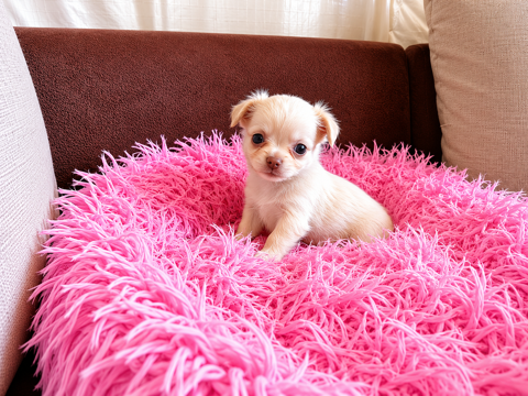 Chiots chihuahua 1000 28270 Brezolles
