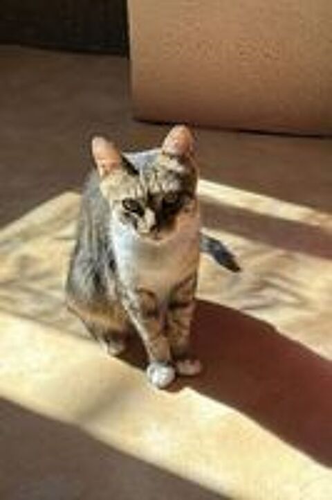   Carole gentille chatte 8 ans cherche adoptants 