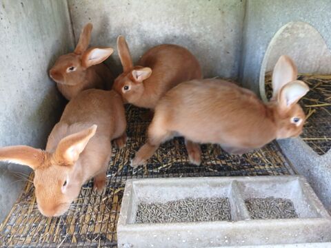 Lapins 30 77230 Dammartin-en-goële