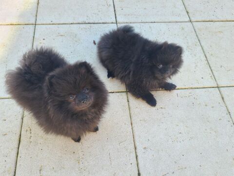 bébés spitz 1000 14210 Baron-sur-odon