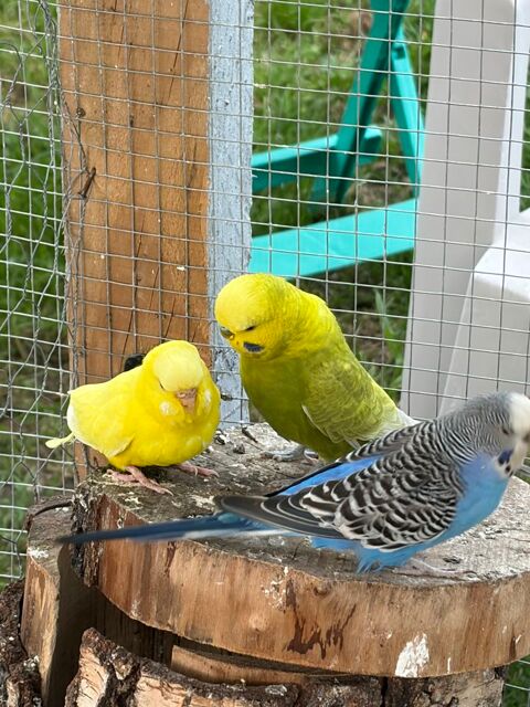 Couple perruches  et inseparables 20 87300 Bellac