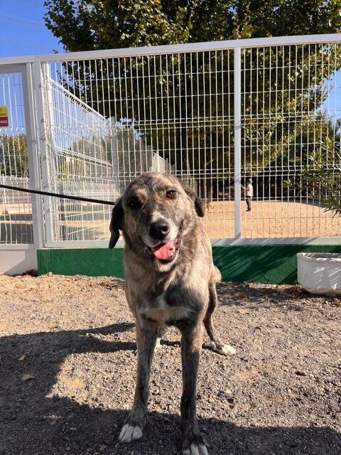 VALENTINA, magnifique femelle mastine 315 24140 Douville