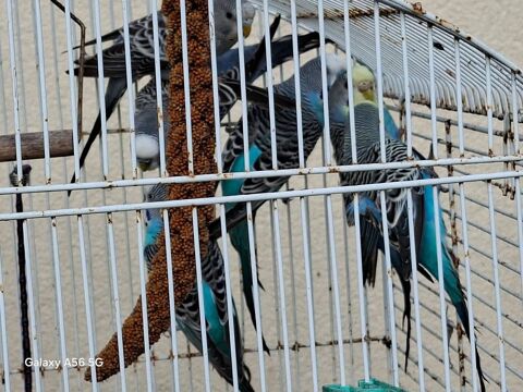 Perruches ondul&eacute;es 10 56250 Treffl�an