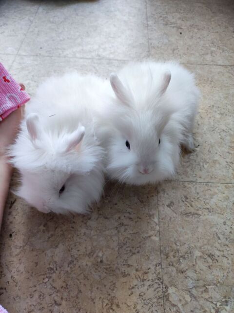 Lapin angora nounours blanc 40 76620 Le havre