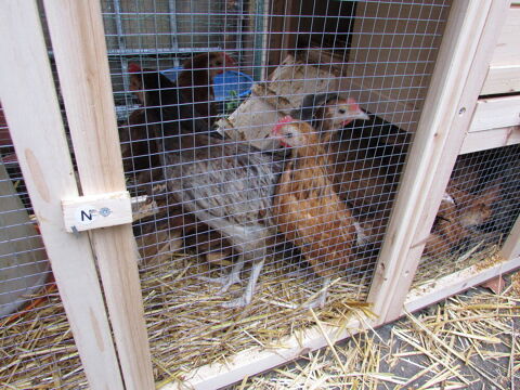 lots coquelets et poulettes crois&eacute;s anglais 170 59300 Valenciennes
