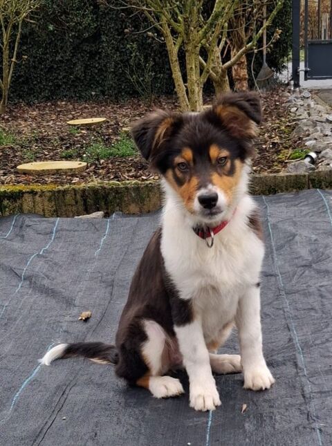 Recherchons une famille pour Anouk 4 mois 0 59163 Cond�-sur-l'escaut