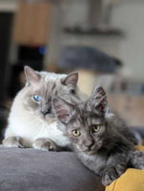   Chaton maine coon LOOF  