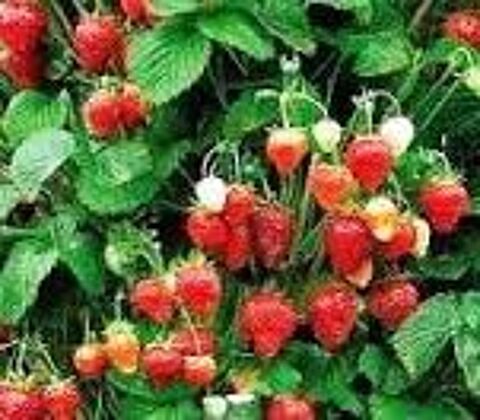 25 plants de fraisiers mount everest 8 Dgagnac (46)
