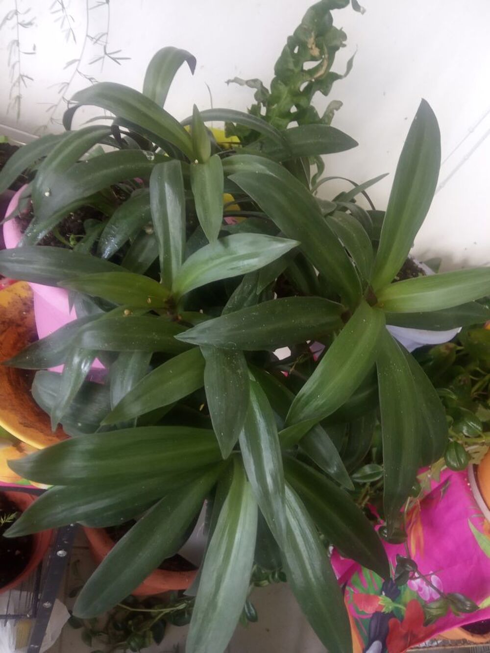 Plante et aromatiques Jardin