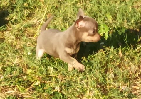 Femelle Chiot Chihuahua 800 44530 Sévérac