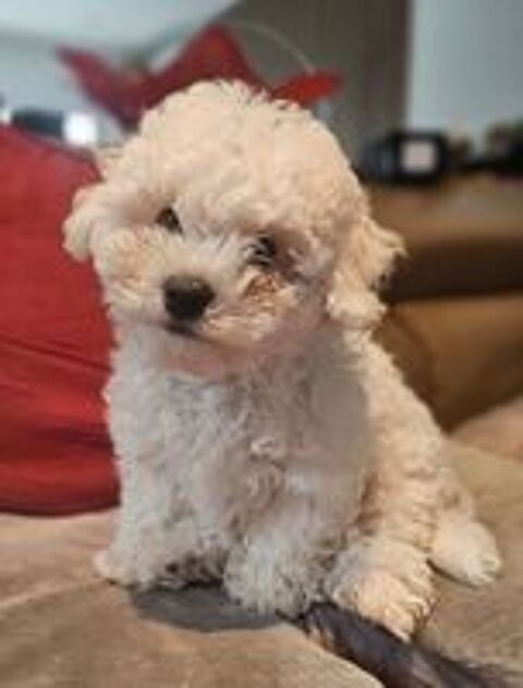   CHIOT FEMELLE BICHON FRISE LOF 