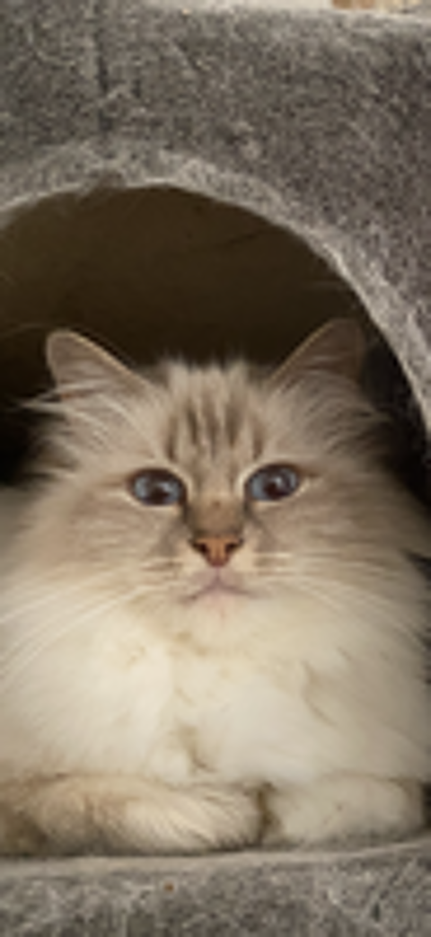  Magnifique chate sacre de Birmanie, 9 ans 