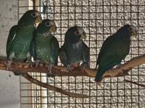   Perroquet pionus senilis 