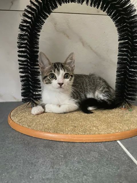 Chatons cherchent famille pour adoption responsable 140 11000 Carcassonne