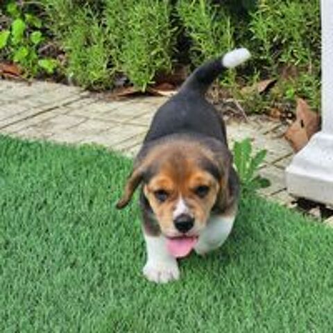   CHIOTS BEAGLES LOF 