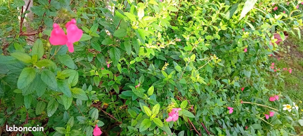 Sauge rose fushia Jardin