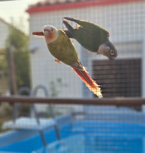 couple de conures molinae 200 44190 Gétigné