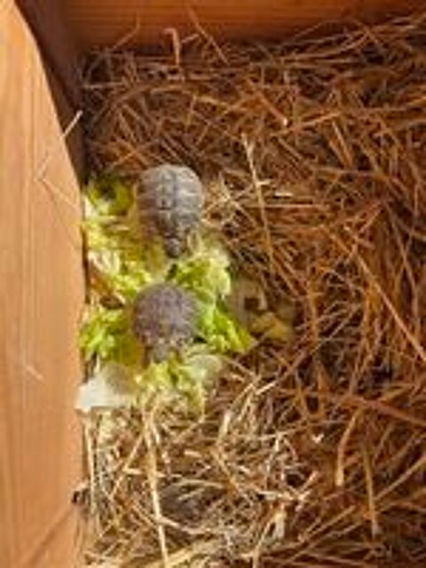   Tortues de terre nées en août 2026  