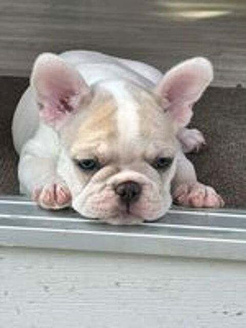  BEBE BOULEDOGUE FRANCAIS  