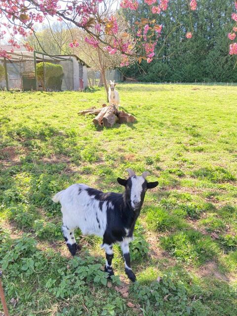 A donn&eacute; ch&egrave;vres naines 0 60240 Courcelles-l�s-gisors